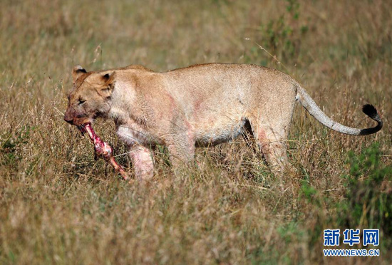 Wildlife in Masai Mara National Reserve [Xinhua Photo]