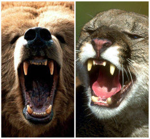 File photo: bear vs. mountain lion [Agencies]