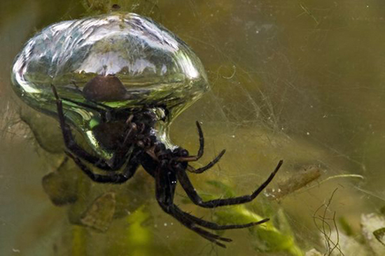 Diving Bell Spider