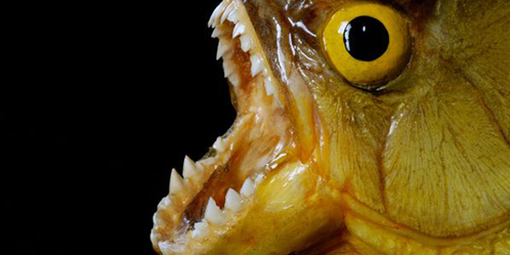 Top 13 scariest freshwater animals