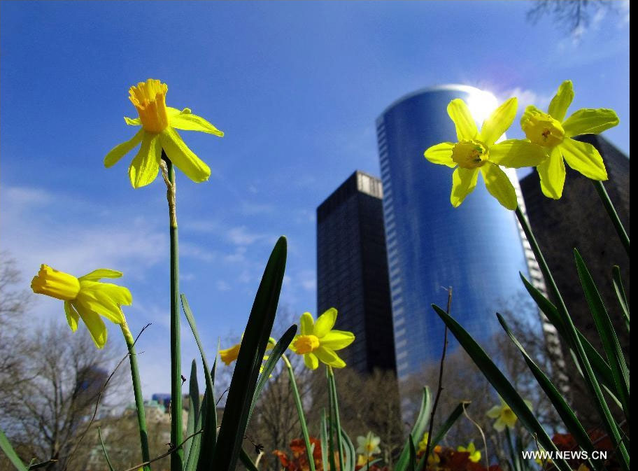 Flowers are seen in Battery Park in New York, the United States, March 23, 2012. Varieties of spring flowers flourish as the northern hemisphere have entered its springtime since March. (Xinhua/Shen Hong)