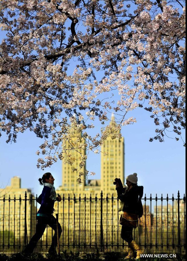 A girl jogs while another girl takes pictures under a cherry tree in Central Park in New York, the United States, March 27, 2012. Varieties of spring flowers flourish as the northern hemisphere have entered its springtime since March. (Xinhua/Shen Hong) 