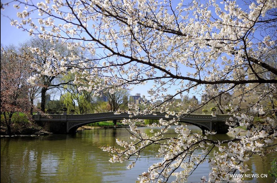 Cherry blossoms are in full bloom in New York, the United States, March 27, 2012. Varieties of spring flowers flourish as the northern hemisphere have entered its springtime since March. (Xinhua/Shen Hong) 