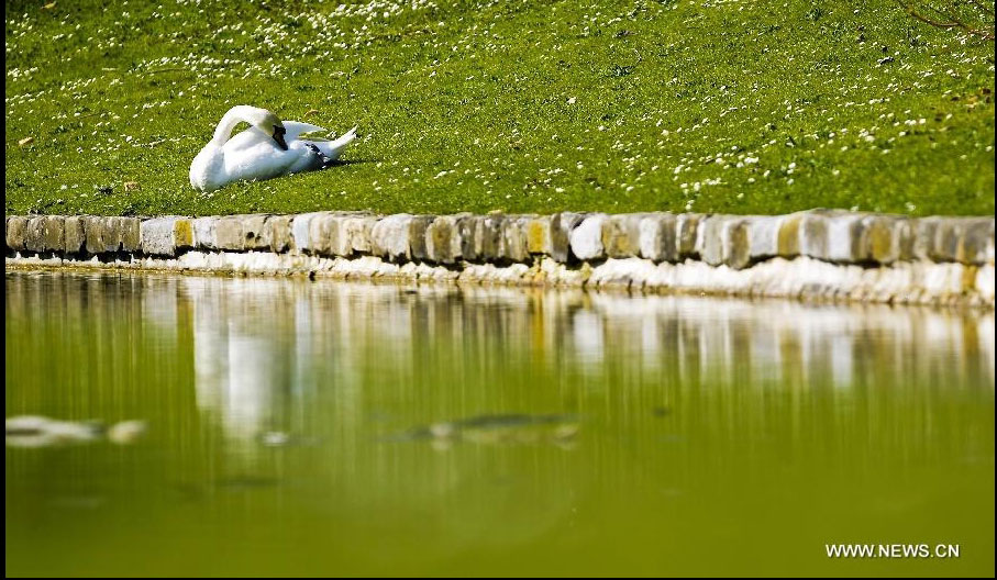  A swan rests on the meadow in Brussels, Belgium, March 27, 2012. Varieties of spring flowers flourish as the northern hemisphere have entered its springtime since March. (Xinhua/Zhou Lei) 