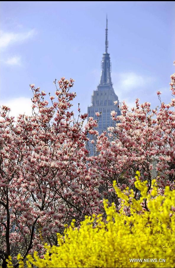 Flowers are seen before the Empire State Building in New York, the United States, March 22, 2012. Varieties of spring flowers flourish as the northern hemisphere have entered its springtime since March. (Xinhua/Shen Hong) 