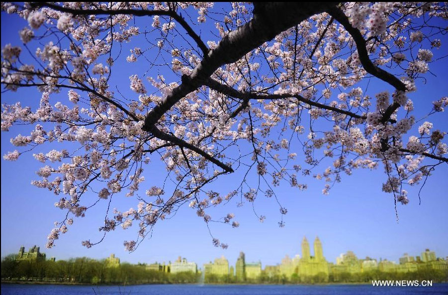 Cherry blossoms are in full bloom in Central Park in New York, the United States, March 27, 2012. Varieties of spring flowers flourish as the northern hemisphere have entered its springtime since March. (Xinhua/Shen Hong) 