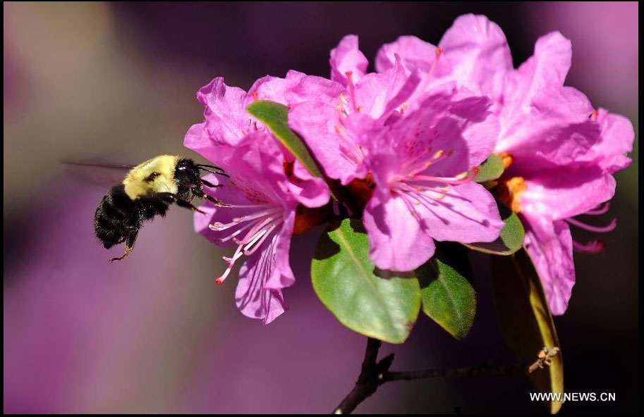 A bee sits on a flower in Central Park in New York, the United States, March 27, 2012. Varieties of spring flowers flourish as the northern hemisphere have entered its springtime since March. (Xinhua/Shen Hong) 