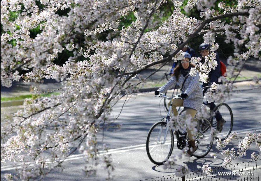 People ride under a cherry tree in Central Park in New York, the United States, March 27, 2012. Varieties of spring flowers flourish as the northern hemisphere have entered its springtime since March. (Xinhua/Shen Hong) 