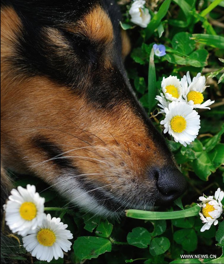A dog is seen with flowers in Rome, Italy, March 21, 2012. Varieties of spring flowers flourish as the northern hemisphere have entered its springtime since March. (Xinhua/Wang Qingqin) 