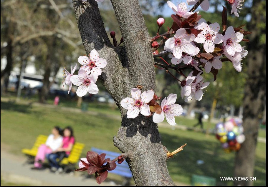 Flowers bloom in Tirana, Albania, March 18, 2012. Varieties of spring flowers flourish as the northern hemisphere have entered its springtime since March. (Xinhua/Wu Wei) 