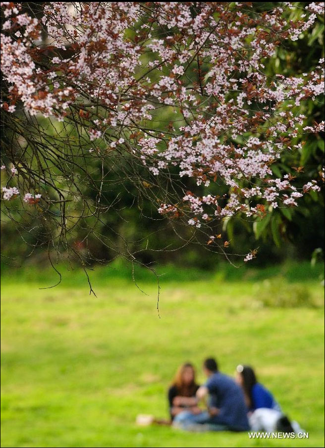 People enjoy sunshine in Rome, Italy, March 21, 2012. Varieties of spring flowers flourish as the northern hemisphere have entered its springtime since March. (Xinhua/Wang Qingqin) 