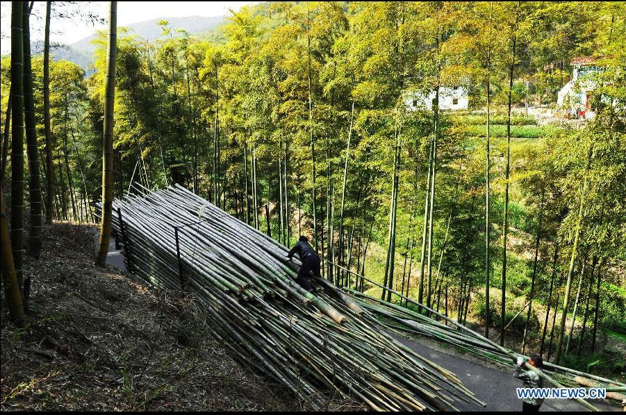 Bamboo growers load freshly cut bamboo stalks before sending them to local bamboo ware manufacturers in Anji County, east China's Zhejiang Province, March 28, 2012. (Xinhua/Tan Jin) 