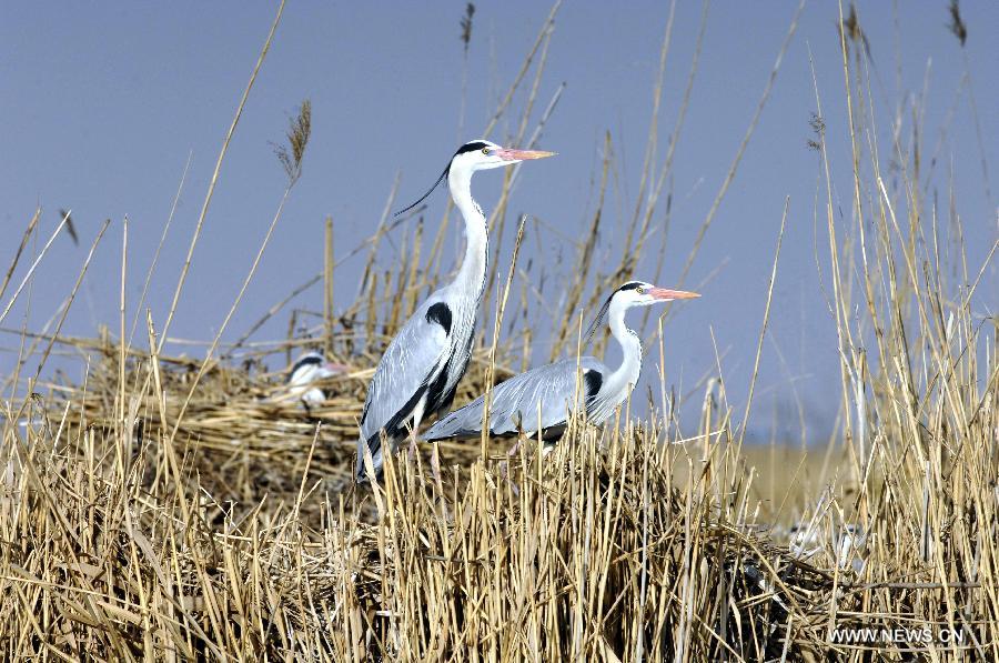 Birds build nests in the Shahu lake scenic area in northwest China's Ningxia Hui Autonomous Region, March 30, 2012. As the weather turned warm, a large number of migratory birds recently flied to the Shahu Lake area in Ningxia, including egrets, wild geese and swans, among others. (Xinhua/Peng Zhaozhi) 