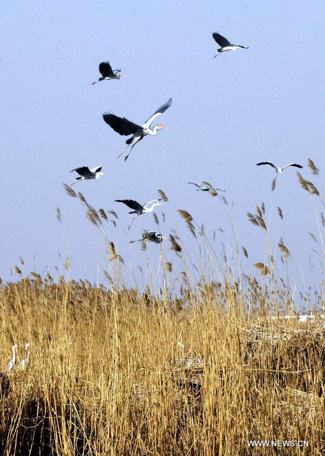 Birds fly in the Shahu lake scenic area in northwest China's Ningxia Hui Autonomous Region, March 30, 2012. As the weather turned warm, a large number of migratory birds recently flied to the Shahu Lake area in Ningxia, including egrets, wild geese and swans, among others. (Xinhua/Peng Zhaozhi) 