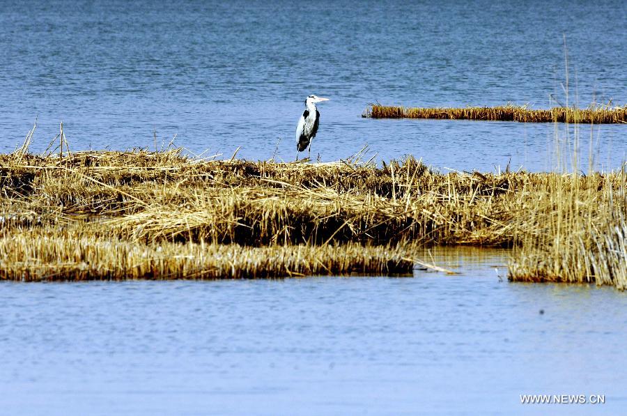 A bird rests in the Shahu lake scenic area in northwest China's Ningxia Hui Autonomous Region, March 30, 2012. As the weather turned warm, a large number of migratory birds recently flied to the Shahu Lake area in Ningxia, including egrets, wild geese and swans, among others. (Xinhua/Peng Zhaozhi) 