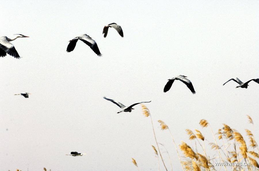 Birds fly in the Shahu lake scenic area in northwest China's Ningxia Hui Autonomous Region, March 30, 2012. As the weather turned warm, a large number of migratory birds recently flied to the Shahu Lake area in Ningxia, including egrets, wild geese and swans, among others. (Xinhua/Peng Zhaozhi) 