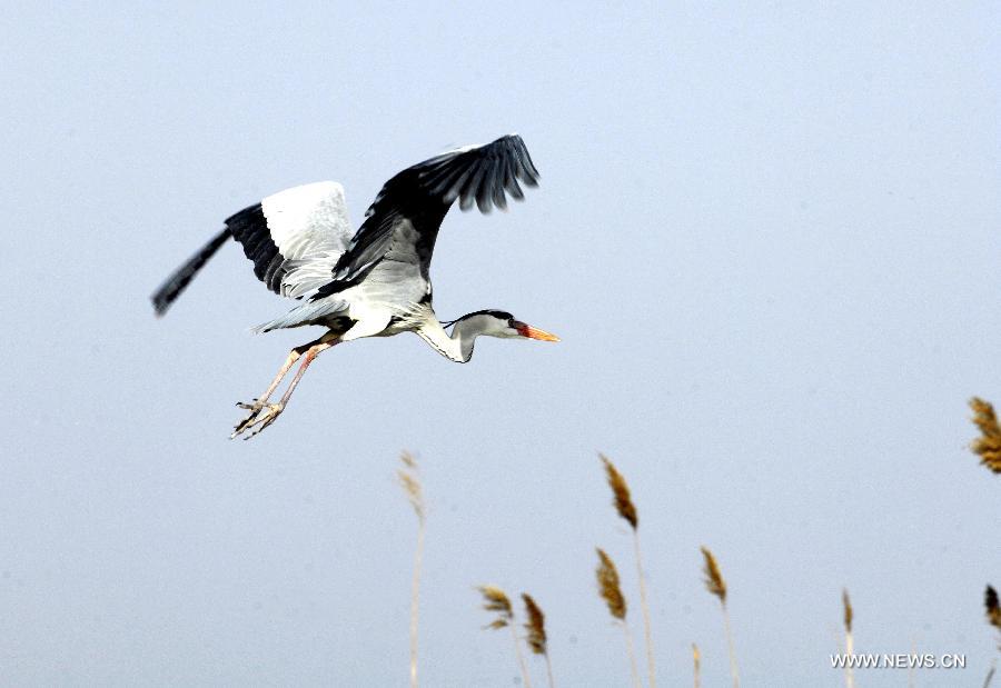 A bird flies in the Shahu lake scenic area in northwest China's Ningxia Hui Autonomous Region, March 30, 2012. As the weather turned warm, a large number of migratory birds recently flied to the Shahu Lake area in Ningxia, including egrets, wild geese and swans, among others. (Xinhua/Peng Zhaozhi) 