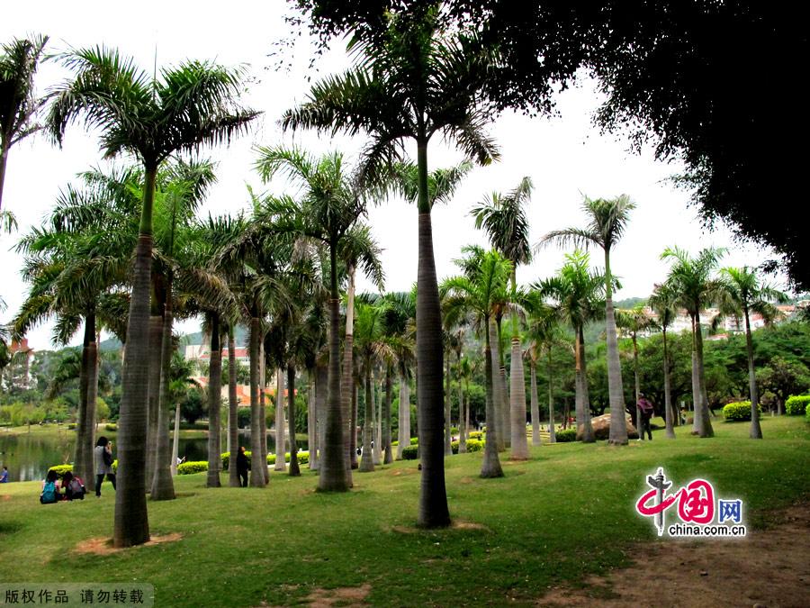 Xiamen University was the first university in China to be founded by an overseas Chinese businessman. Located at the foot of green mountains and facing the blue ocean, the University is justly famous for its rolling green campus, which includes the beautiful Furong (Lotus) Lake.