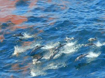 Dolphins swim in Gulf of Mexico waters tainted by oil from BP's Deepwater Horizon blow out. [NOAA] 