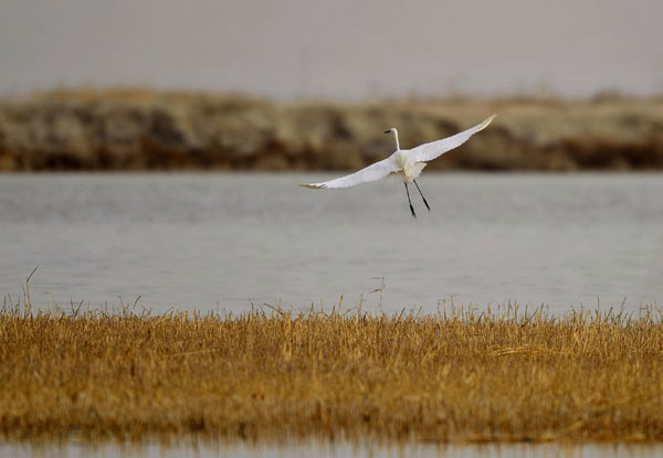 A wild aigrette glides over the Bosten Lake in Bayinguoleng Mongolian autonomous prefecture of Xinjiang Uygur autonomous region on March 31, 2012. With the days getting warmer, wild birds migrate to this area. [Xinhua]