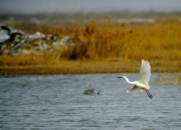 A wild aigrette flies over the Bosten Lake in Bayinguoleng Mongolian autonomous prefecture of Xinjiang Uygur autonomous region on March 31, 2012. [Xinhua]
