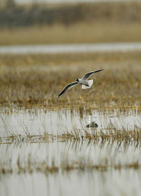A wild aigrette is about to perch on the Bosten Lake in Bayinguoleng Mongolian autonomous prefecture of Xinjiang Uygur autonomous region on March 31, 2012.