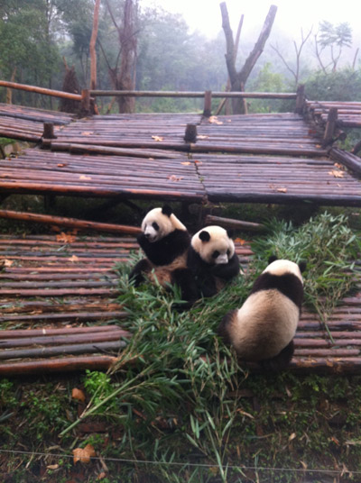 The Giant Panda Breeding Research Institute, Chengdu. [Photo/China Forum-posted by DSseeing]