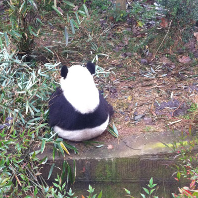 The Giant Panda Breeding Research Institute, Chengdu. [Photo/China Forum-posted by DSseeing]