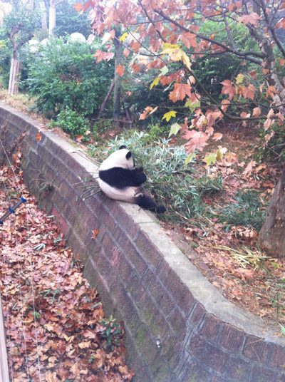 The Giant Panda Breeding Research Institute, Chengdu. [Photo/China Forum-posted by DSseeing]