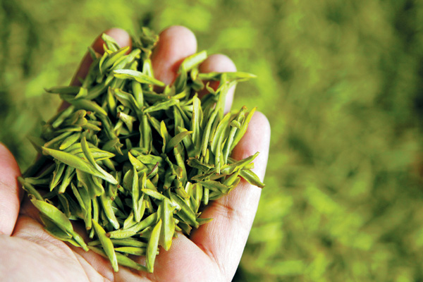 The fresh Mingqian tea from Chun'an tea plantations.