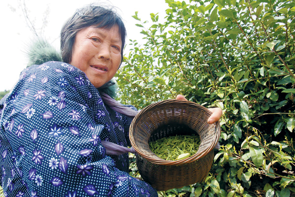 Chun'an tea pickers work long hours for fresh tea leaves.