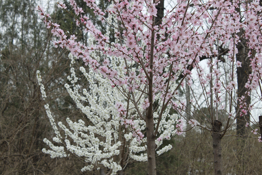 The early cheer blossoms are in full flowering in Yuyantan Park, in Beijing, April 3, 2012. [Photo/China.org.cn]