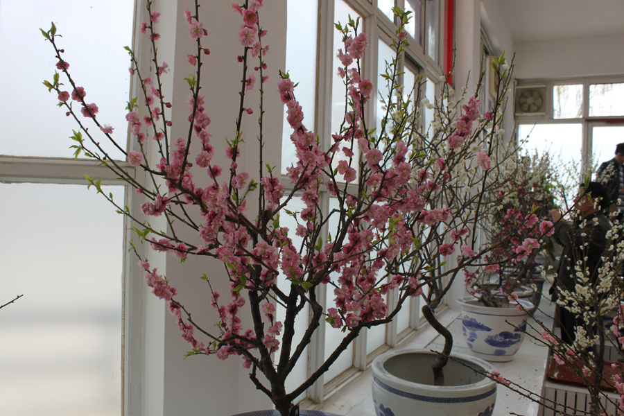 The blossoms in Zhongshan Park, Beijing, April 3, 2012. [Photo/China.org.cn]