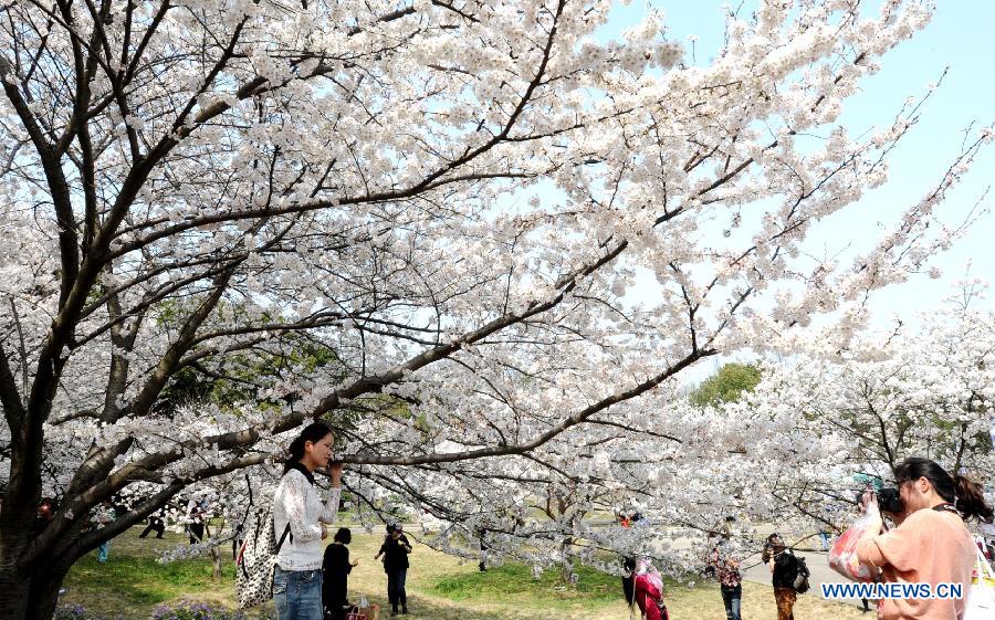 Tourists take photos of cherry blossom scenery in Shangfangshan forest park in Suzhou City, east China's Jiangsu Province, April 2, 2012. As the weather turned warm in many places throughout China, a lot of people take the Qingming Festival holiday to go for an outing. [Xinhua]