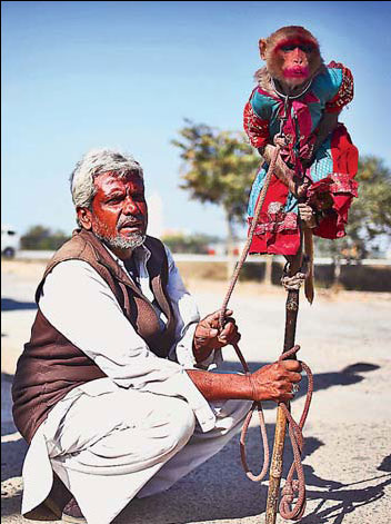 An old man plays monkey tricks in Agra, India, on Feb 26. (Source: China Daily)