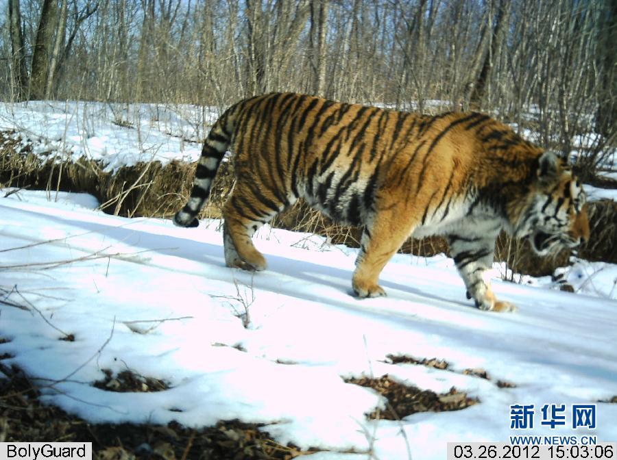 Young Siberian tigers, a male is captured in these photographs taken by infrared cameras last Sunday at Hunchun Nature Reserve in northeast China's Jilin Province.