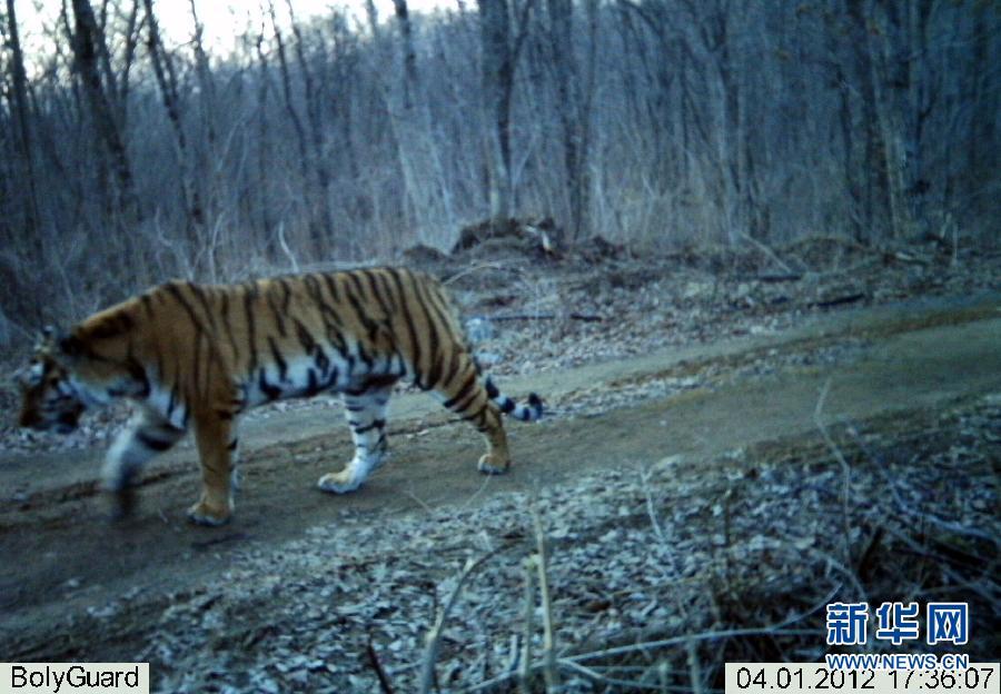 Young Siberian tigers, a male is captured in these photographs taken by infrared cameras last Sunday at Hunchun Nature Reserve in northeast China's Jilin Province.