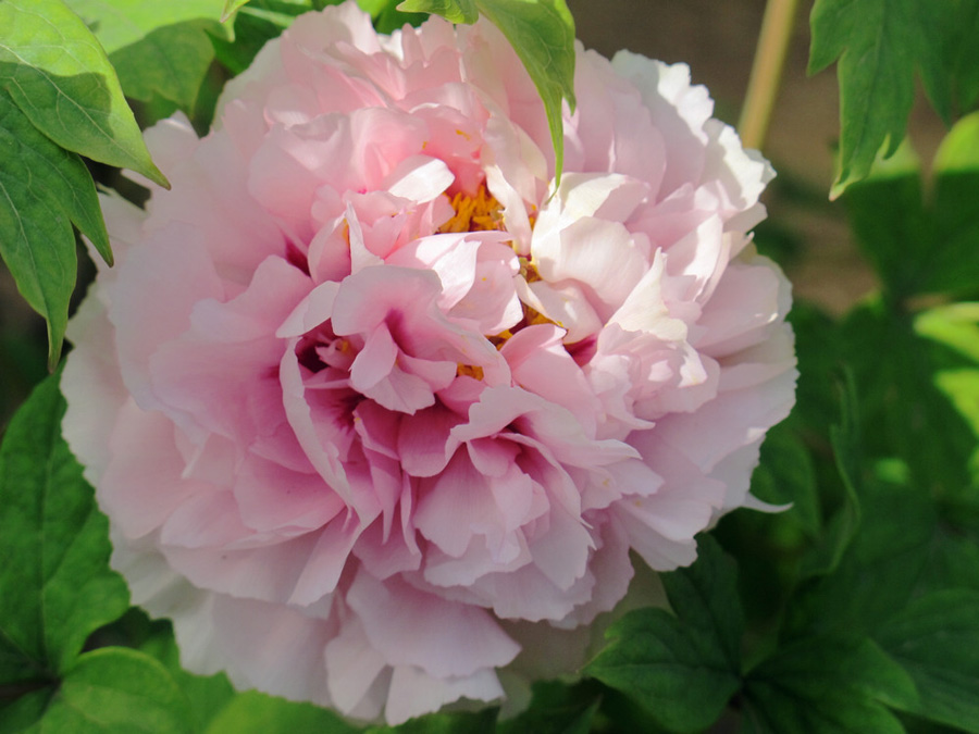 30th Luoyang Peony Festival - China.org.cn