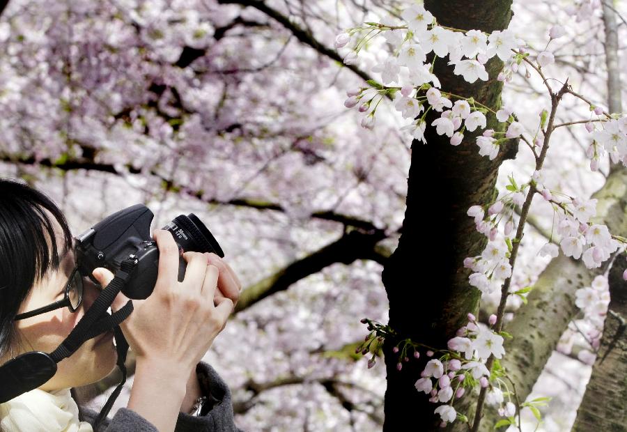 A citizen takes photographs of cherry blossoms in Vancouver, Canada, on April 5, 2012. Vancouver holds a two-week cherry blossom festival to celebrate the cherry blossom season. (Xinhua/Liang Sen) 