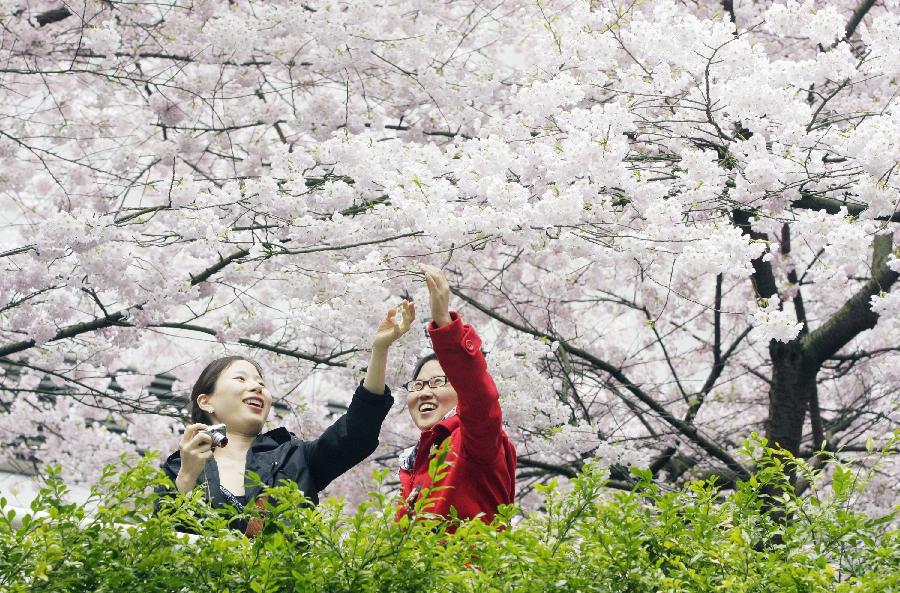 Citizens look at cherry blossoms in Vancouver, Canada, on April 5, 2012. Vancouver holds a two-week cherry blossom festival to celebrate the cherry blossom season. (Xinhua/Liang Sen) 