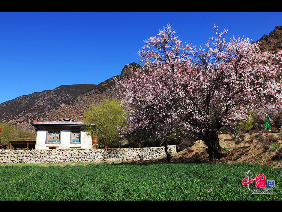 Nyingchi, or Linzhi in Chinese, lies in the southeast part of Tibet Autonomous Region. Located near the lower reaches of Yarlung Zangbo River, it is blessed with a semi-humid climate and fascinating scenery. With a large number of river valleys and alpine gorges, Nyingchi is also called the 'Switzerland of Tibet'. 