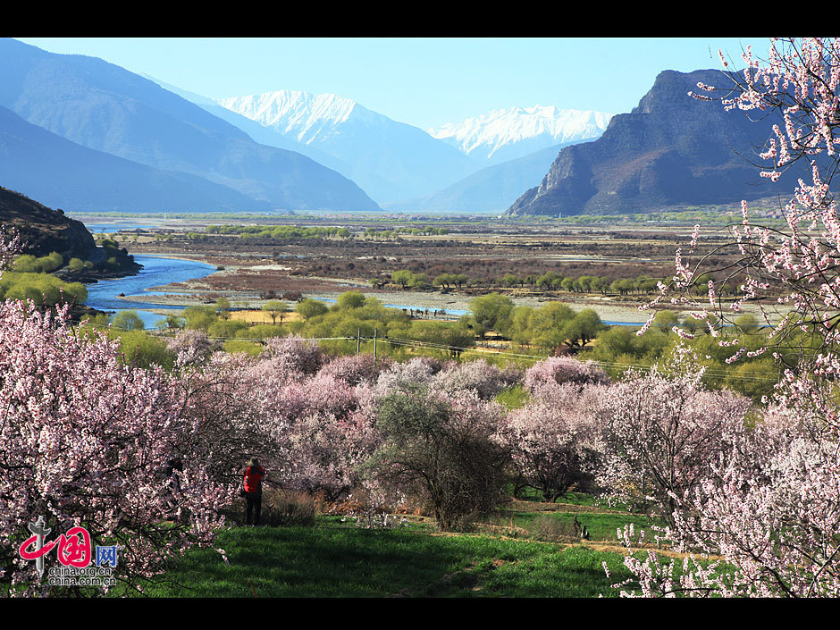 Nyingchi, or Linzhi in Chinese, lies in the southeast part of Tibet Autonomous Region. Located near the lower reaches of Yarlung Zangbo River, it is blessed with a semi-humid climate and fascinating scenery. With a large number of river valleys and alpine gorges, Nyingchi is also called the 'Switzerland of Tibet'. 