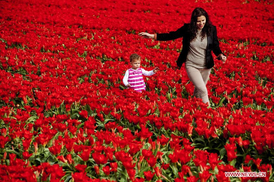 A woman and a girl play in the tulip flower field near Lisse, the Netherlands, on April 8, 2012. The country well known for the tulips is embracing its most beautiful season. (Xinhua/Robing Utrecht) 