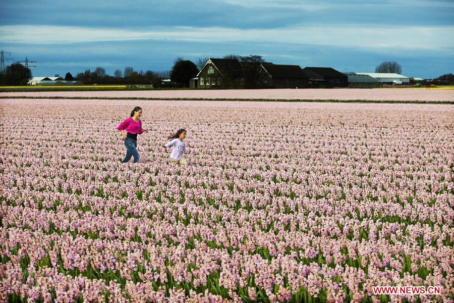 Girls run in the tulip flower field near Lisse, the Netherlands, on April 8, 2012. The country well known for the tulips is embracing its most beautiful season. (Xinhua/Robing Utrecht) 