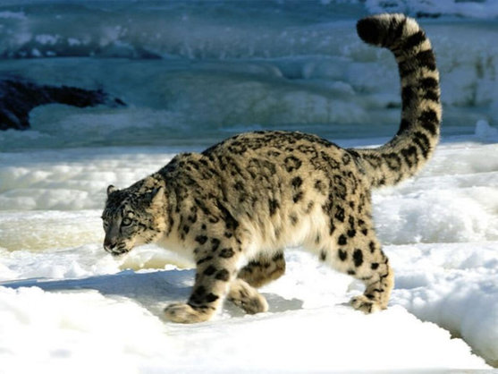 Tibetan snow leopard.