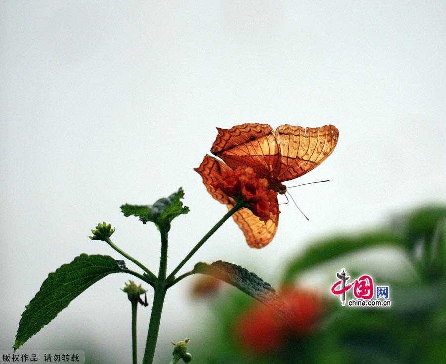 The largest butterfly garden in Asia, located in north Beijing's Shunyi District, contains 30 breeds of butterflies, more than ten of which are listed as state-protected species. Butterflies from tropical and subtropical zones can be seen in the four-season glasshouse, while chrysalises transform into butterflies in the breeding workhouse. 