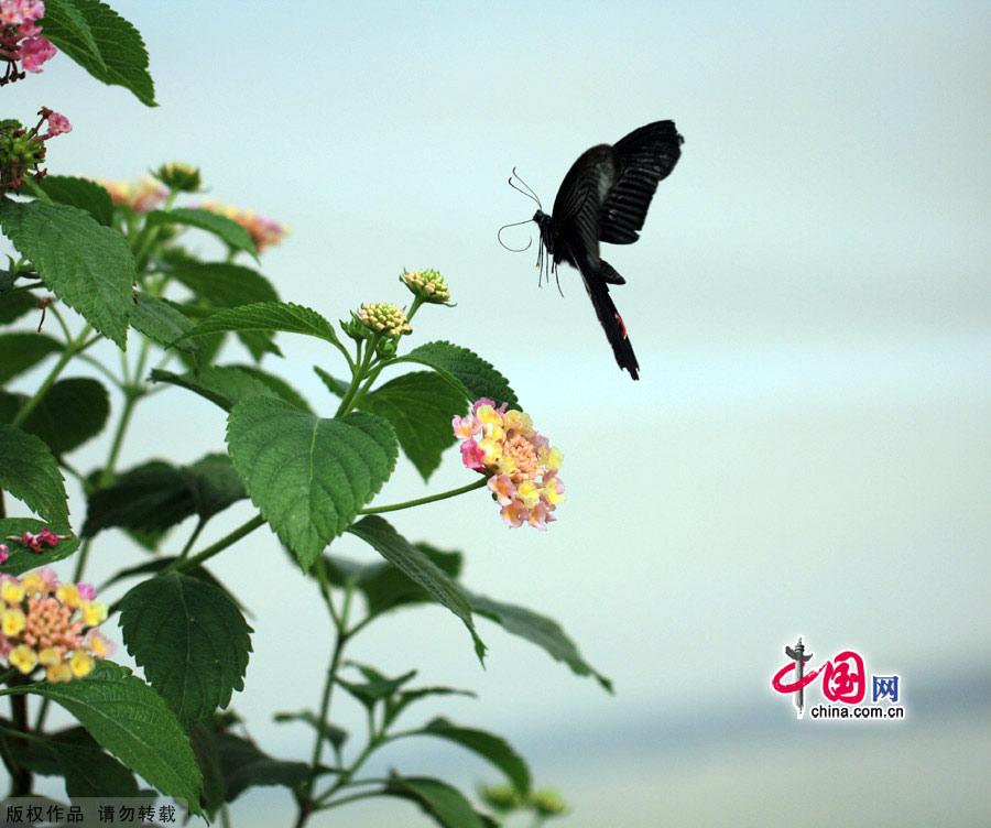 The largest butterfly garden in Asia, located in north Beijing's Shunyi District, contains 30 breeds of butterflies, more than ten of which are listed as state-protected species. Butterflies from tropical and subtropical zones can be seen in the four-season glasshouse, while chrysalises transform into butterflies in the breeding workhouse. 