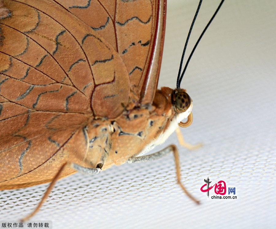 The largest butterfly garden in Asia, located in north Beijing's Shunyi District, contains 30 breeds of butterflies, more than ten of which are listed as state-protected species. Butterflies from tropical and subtropical zones can be seen in the four-season glasshouse, while chrysalises transform into butterflies in the breeding workhouse. 