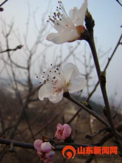 Flowers blossom to welcome Spring in Shandong