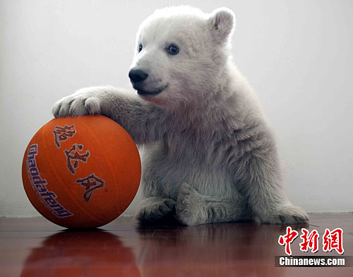 100-day-old party held for 1st artificially bred polar bear in Shandong